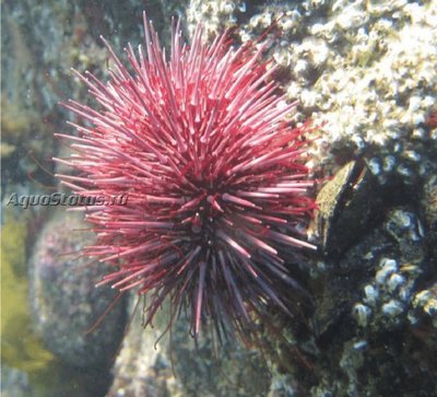 Ёж морской ( Heliocidaris erythrogramma)