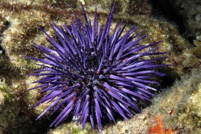 Ёж морской ( Heliocidaris erythrogramma)