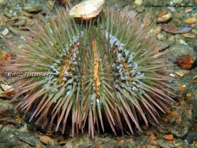 Фото Ёж Зеленый морской Lytechinus variegatus  (photo#142382)