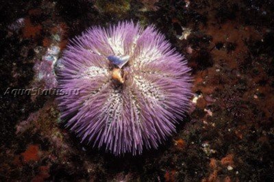 Фото Ёж Зеленый морской Lytechinus variegatus  (photo#142386)