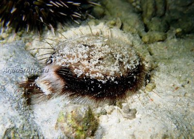 Ёж морской (Maretia planulata)