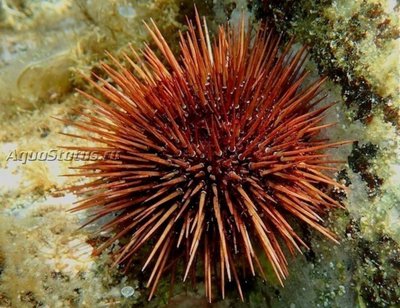 Ёж Каменный морской ( Paracentrotus lividus)