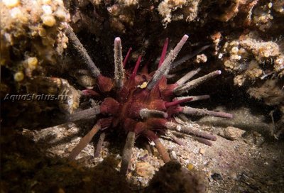 Ёж копьевидный морской ( Phyllacanthus parvispinus)