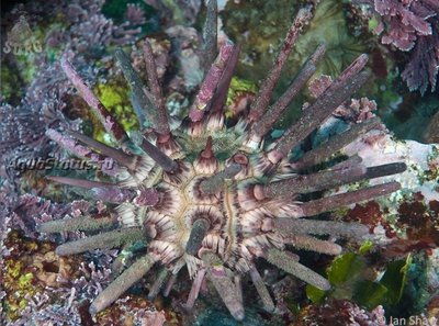 Ёж копьевидный морской ( Phyllacanthus parvispinus)