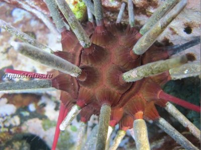 Ёж копьевидный морской ( Phyllacanthus parvispinus)