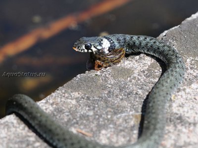 Фото Уж обыкновенный Na­­trix​ Natrix  (photo#142732)