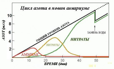 Фото Пересадил комету в новый аквариум стала нервной (photo#142871)