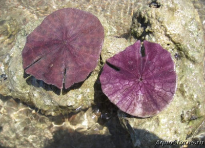 Фото Ёж морской Щелевой песчаный доллар Sculpsitechinus auritus  (photo#142901)