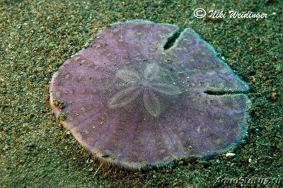 Фото Ёж морской Щелевой песчаный доллар Sculpsitechinus auritus  (photo#142903)