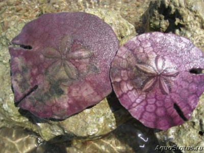 Фото Ёж морской Щелевой песчаный доллар Sculpsitechinus auritus  (photo#142905)