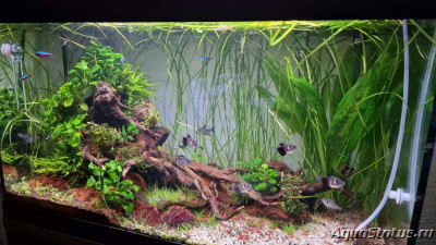 Подводный Романтик. Мой аквариум Fluval Roma 120 литров (Zlatka)