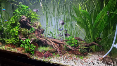 Подводный Романтик. Мой аквариум Fluval Roma 120 литров (Zlatka)