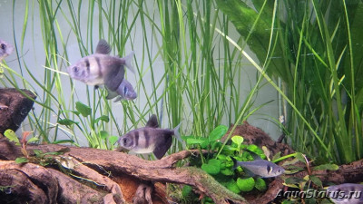 Подводный Романтик. Мой аквариум Fluval Roma 120 литров (Zlatka)