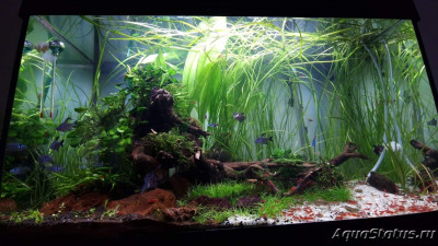 Подводный Романтик. Мой аквариум Fluval Roma 120 литров (Zlatka)