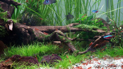 Подводный Романтик. Мой аквариум Fluval Roma 120 литров (Zlatka)