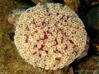 Фото Ёж морской - розовый Toxopneustes Pileolus  (photo#143826)