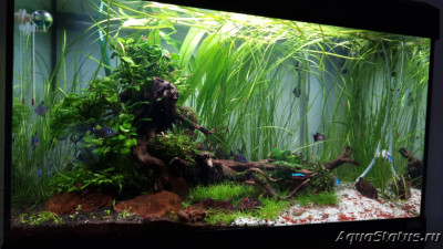 Подводный Романтик. Мой аквариум Fluval Roma 120 литров (Zlatka)