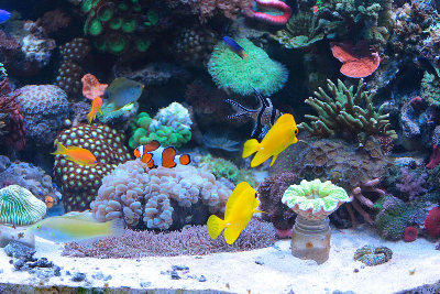 Фото Мои морские аквариумы Илья  (photo#145)