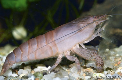 Подводный Романтик. Мой аквариум Fluval Roma 120 литров (Zlatka)