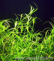 Юнцус ползучий (Juncus repens)