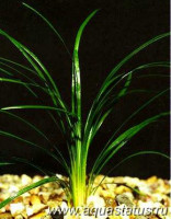 Офиопогон японский (Ophiopogon japonicus)