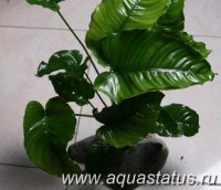 Фото Анубиас caladifolia Anubias caladifolia  (photo#14542)