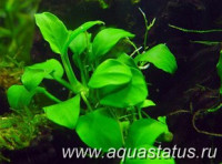 Анубиас бартера карликовый 'petite' (Anubias nana 'petite')