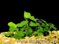 Фото Анубиас бартера карликовый Anubias barteri var. nana  (photo#14547)