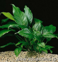 Фото Анубиас разнолистный Anubias heterophylla  (photo#14551)