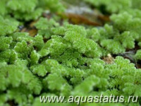 Фото Азолла каролинская Azolla caroliniana  (photo#14564)