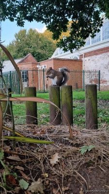 Парк Wolverhampton West Park в Великобритании