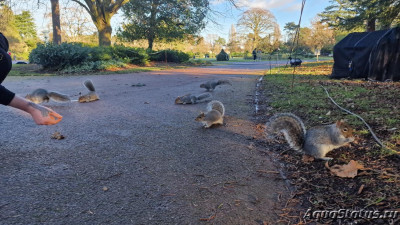 Парк Wolverhampton West Park в Великобритании