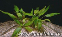 Криптокорина родственная (Cryptocoryne affinis)