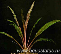 Фото Криптокорина албида Cryptocoryne albida  (photo#14610)