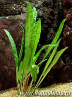 Фото Криптокорина балансе Cryptocoryne balansae  (photo#14612)