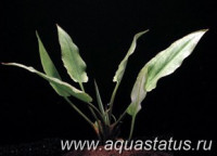 Фото Криптокорина реснитчатая Cryptocoryne ciliata  (photo#14614)