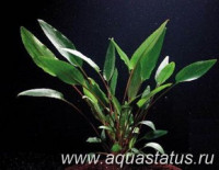 Фото Криптокорина гриффита Cryptocoryne griffithii  (photo#14617)