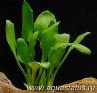 Фото Криптокорина язычковая Cryptocoryne lingua  (photo#14618)