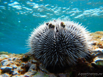 Еж карибский морской (Tripneustes ventricosus)