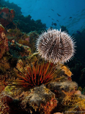 Еж карибский морской (Tripneustes ventricosus)