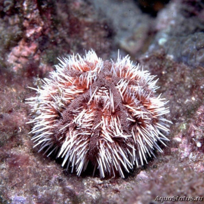 Фото Еж карибский морской Tripneustes ventricosus  (photo#146275)