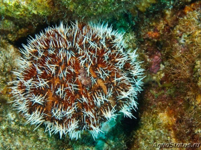 Фото Еж карибский морской Tripneustes ventricosus  (photo#146278)