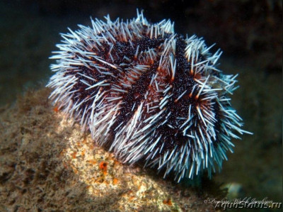 Еж карибский морской (Tripneustes ventricosus)