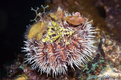 Еж карибский морской (Tripneustes ventricosus)