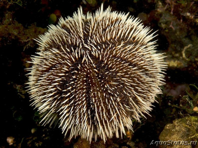 Еж карибский морской (Tripneustes ventricosus)