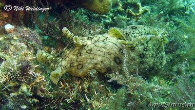 Заяц морской (Aplysia argus)