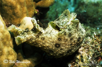 Заяц морской (Aplysia argus)