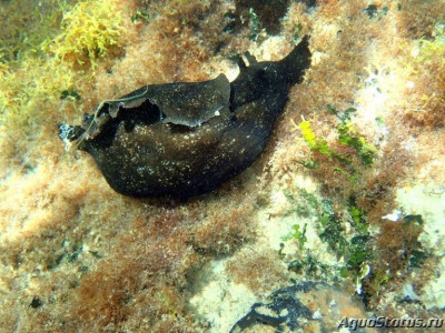 Фото Заяц мраморный морской Aplysia depilans  (photo#146374)