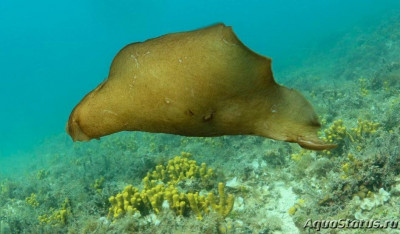 Фото Заяц мраморный морской Aplysia depilans  (photo#146375)