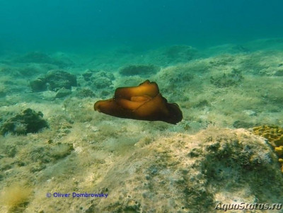 Заяц чёрный морской (Aplysia fasciata)